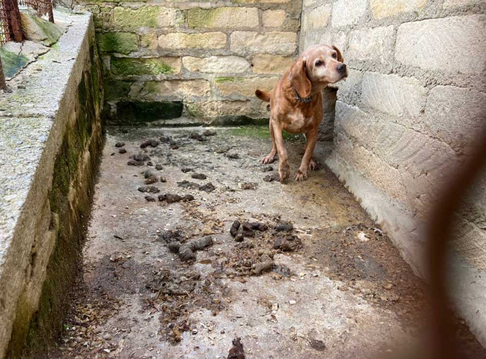 cane-maltrattato-del-assessore-di-bompietro-salvatore-di-prima